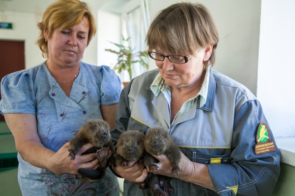 В Заповеднике регулярно рождаются бобрята