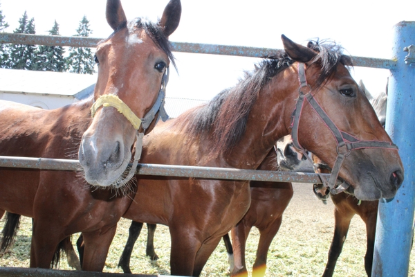Специально для проекта «Культурный регион. Воронеж»