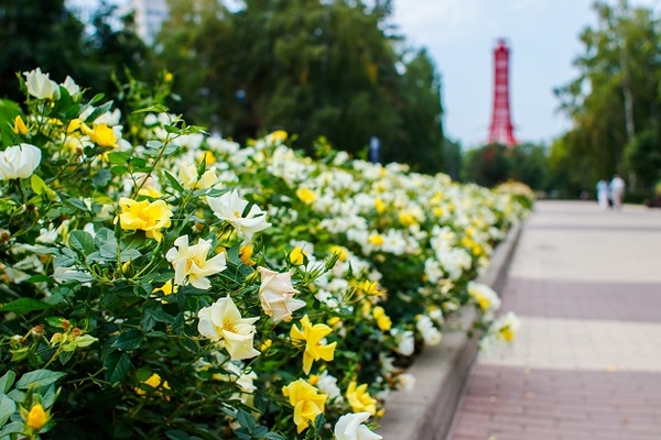 Украшением центральной аллеи стала длинная клумба с розами